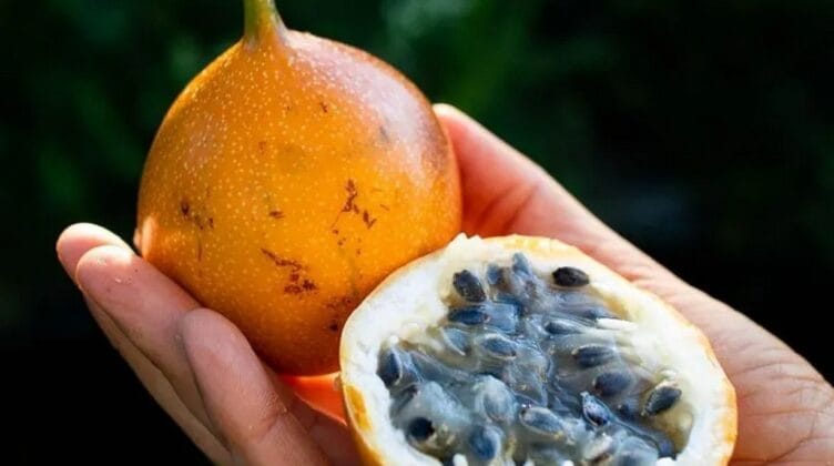 sweet-granadilla