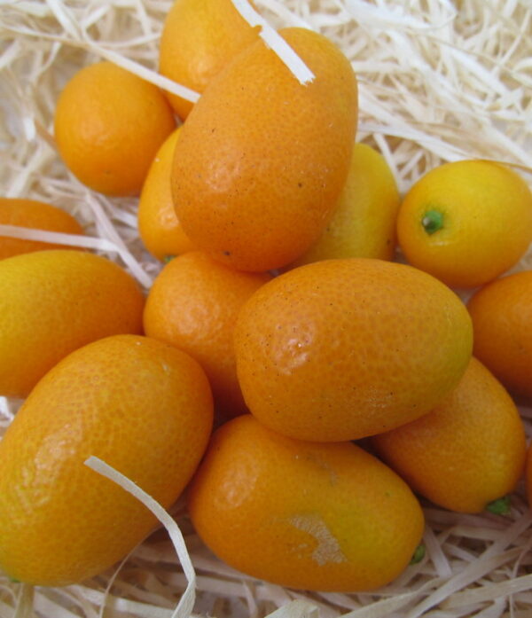 Kumquat 250g – Bild 2