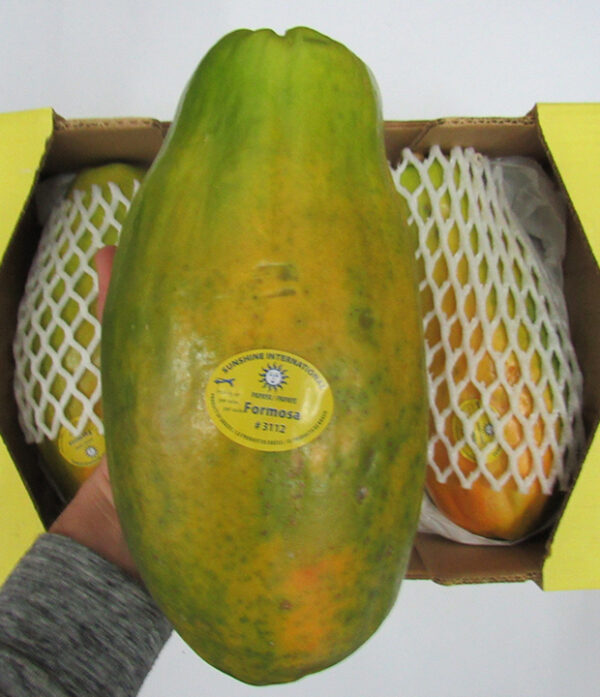 Papaya 1,5kg – Bild 2