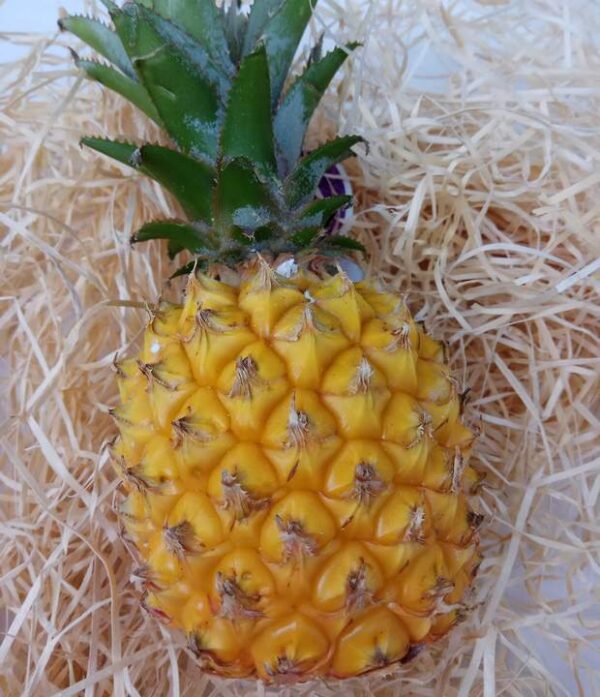 Baby-Ananas 400g – Bild 2