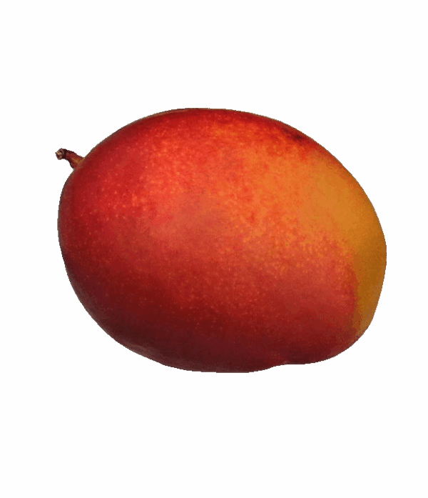 Königsmango 1 stück