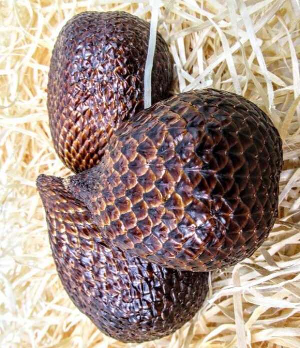 Salak (Schlangenfrucht) 1kg – Bild 2