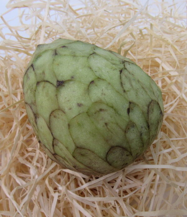 Cherimoya 1kg – Bild 2