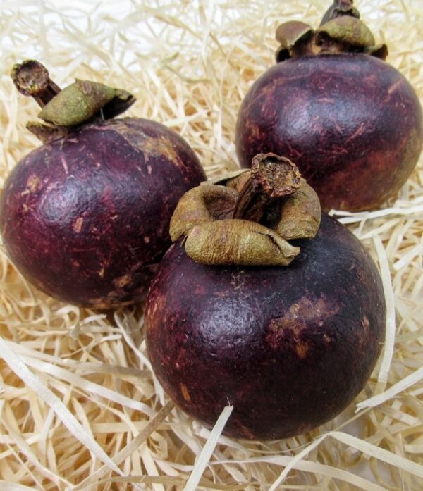 Mangostan 1kg – Bild 2