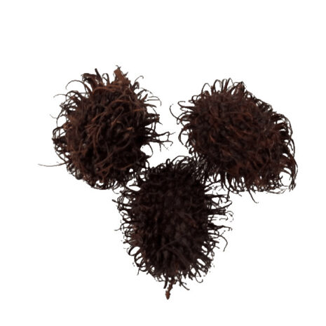 Rambutan