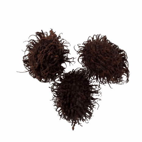 Rambutan