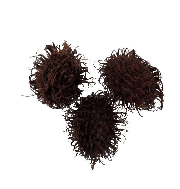 Rambutan
