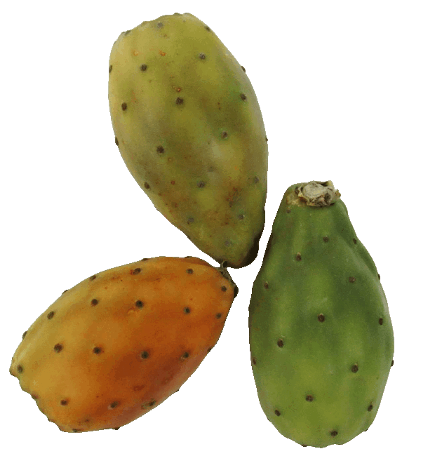 Kaktusfeige