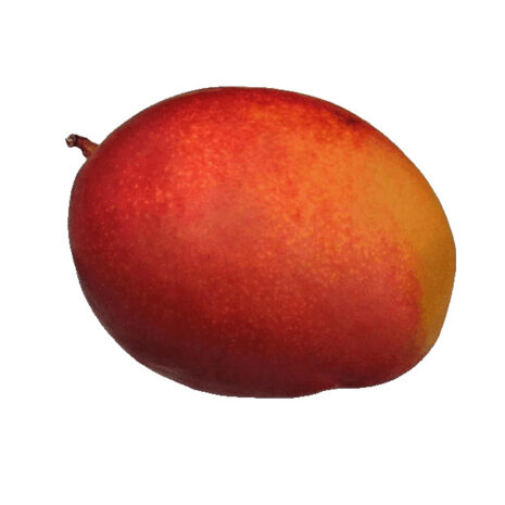 Königsmango (Royal Mango)
