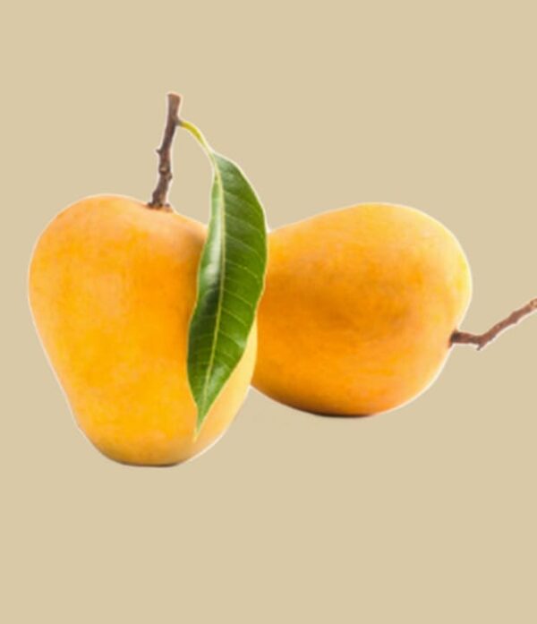 Mango-Alfonso