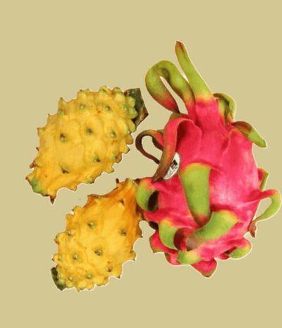 Gelbe Pitahaya (Drachenfrucht) (1st) – Bild 2
