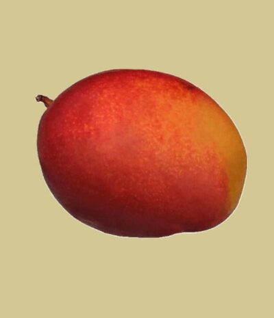 Königsmango (Royal Mango) – Bild 2