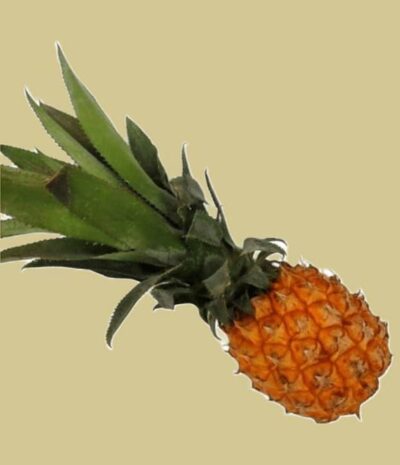 Baby-Ananas