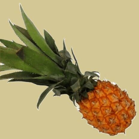 Baby-Ananas