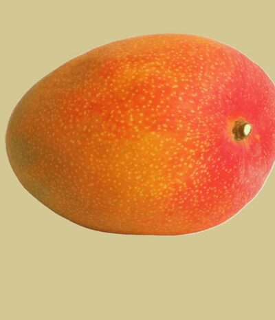 Königsmango (Royal Mango)