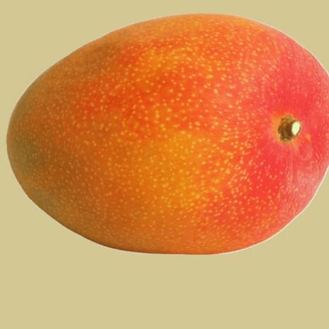 Königsmango (Royal Mango)