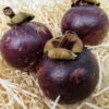 Mangostan