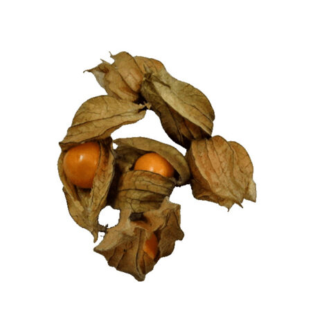Physalis