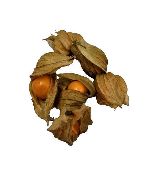 Physalis