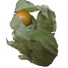 Physalis