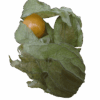 Physalis – Bild 2