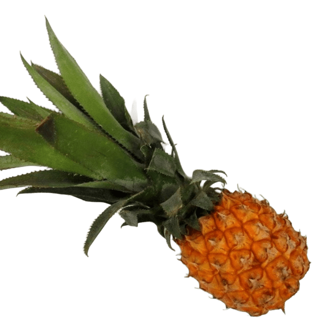 Baby-Ananas