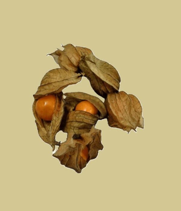 physalis_ bright-yellow