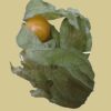 Physalis (100gr) – Bild 2