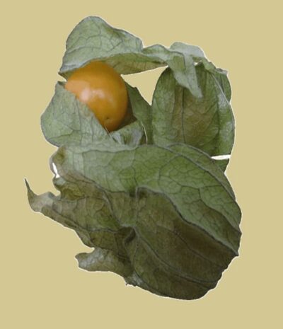 Physalis (100gr) – Bild 2
