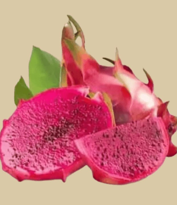 drachenfruit rot