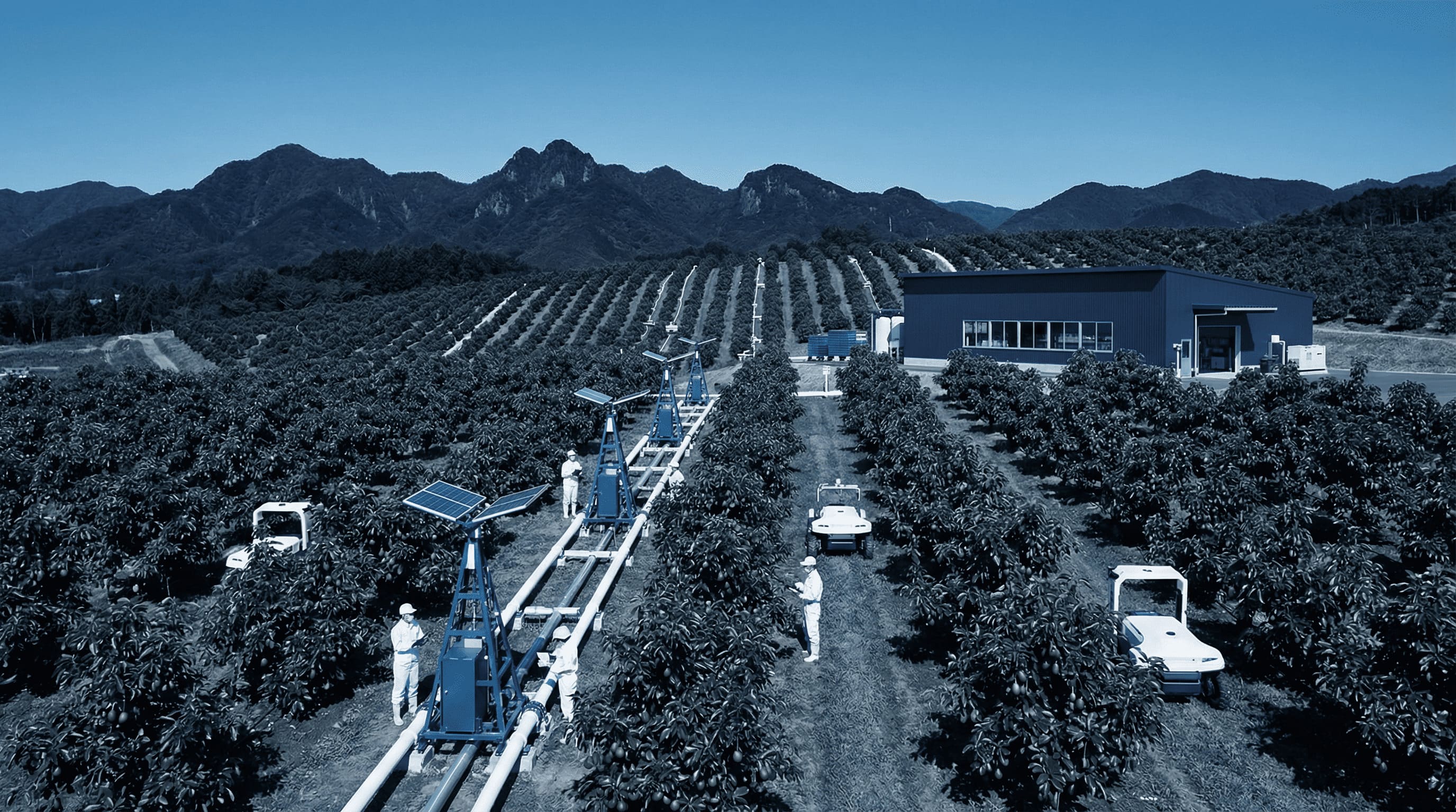 avocado plantation in Japan, modern agricultural setting