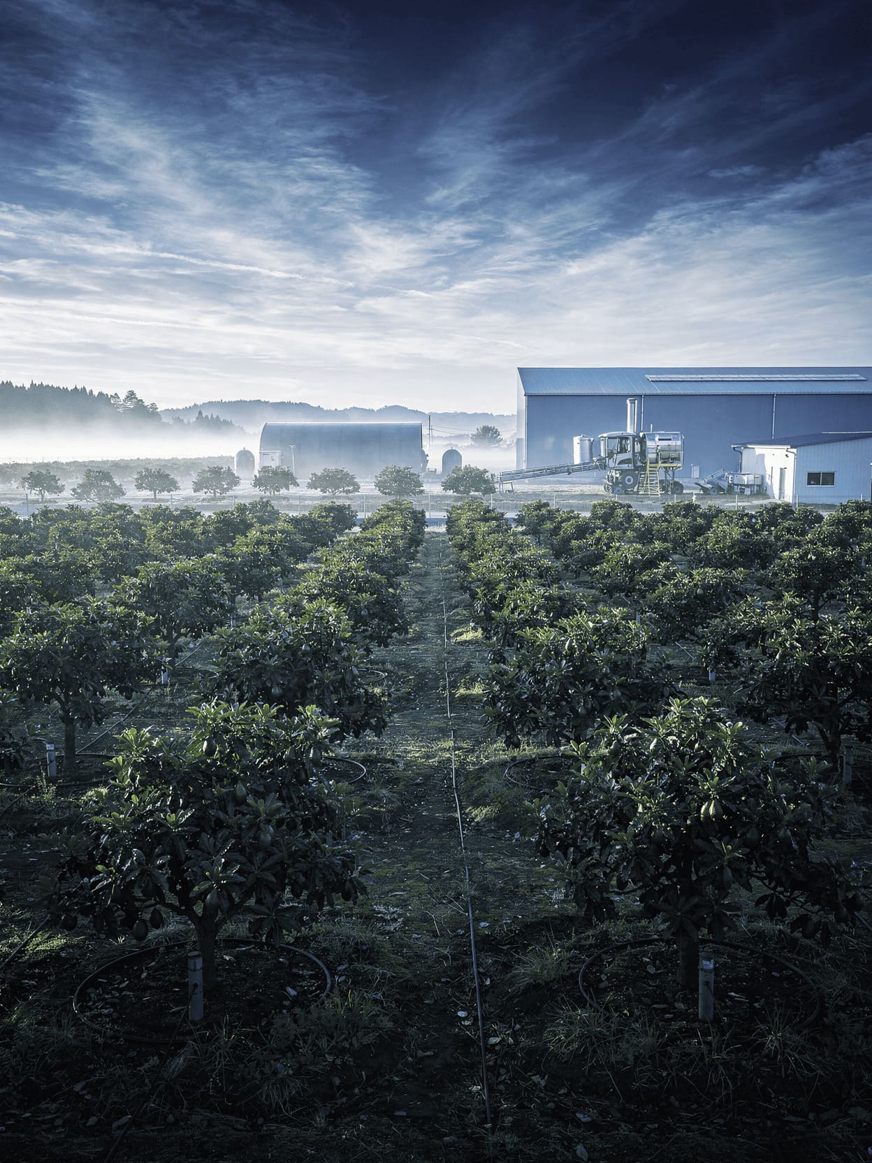 avocado plantation in Japan, modern agricultural setting
