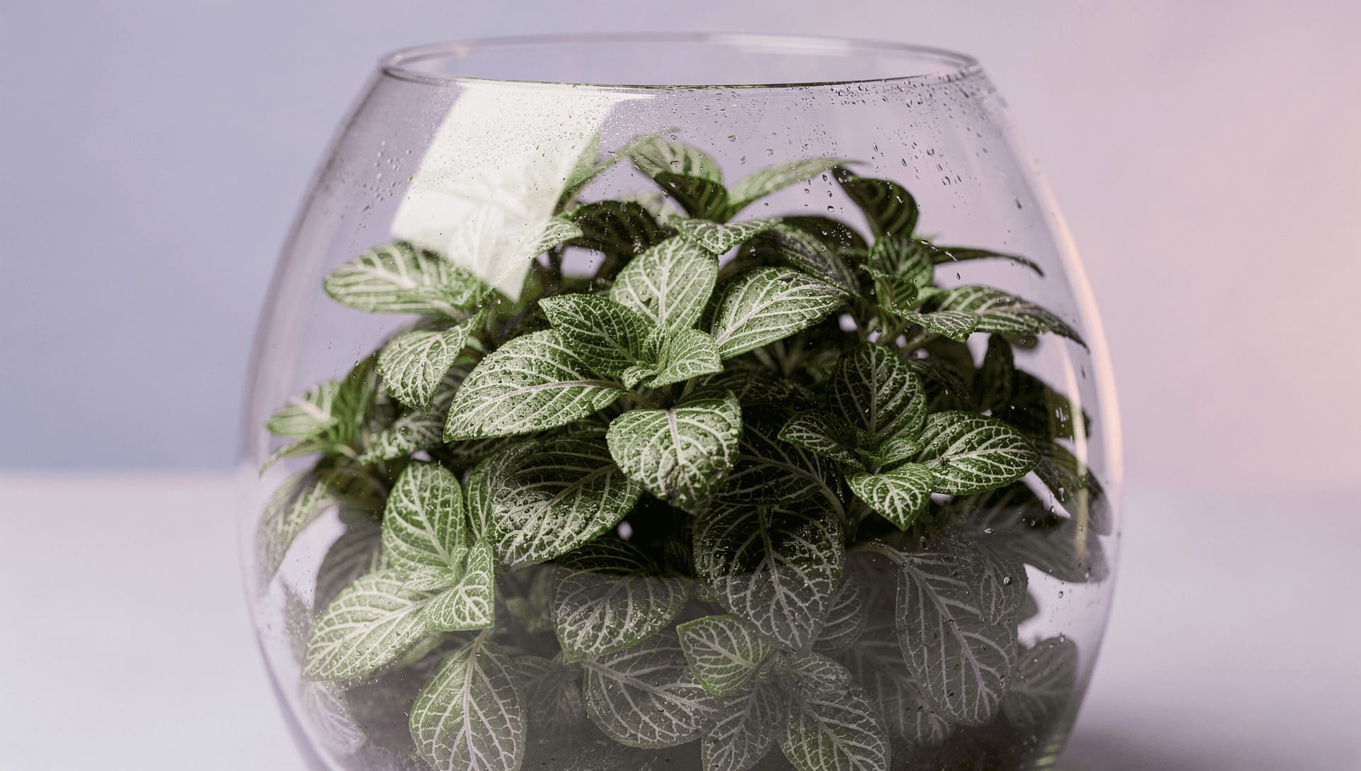 fittonia nerve plant terrarium close-up
