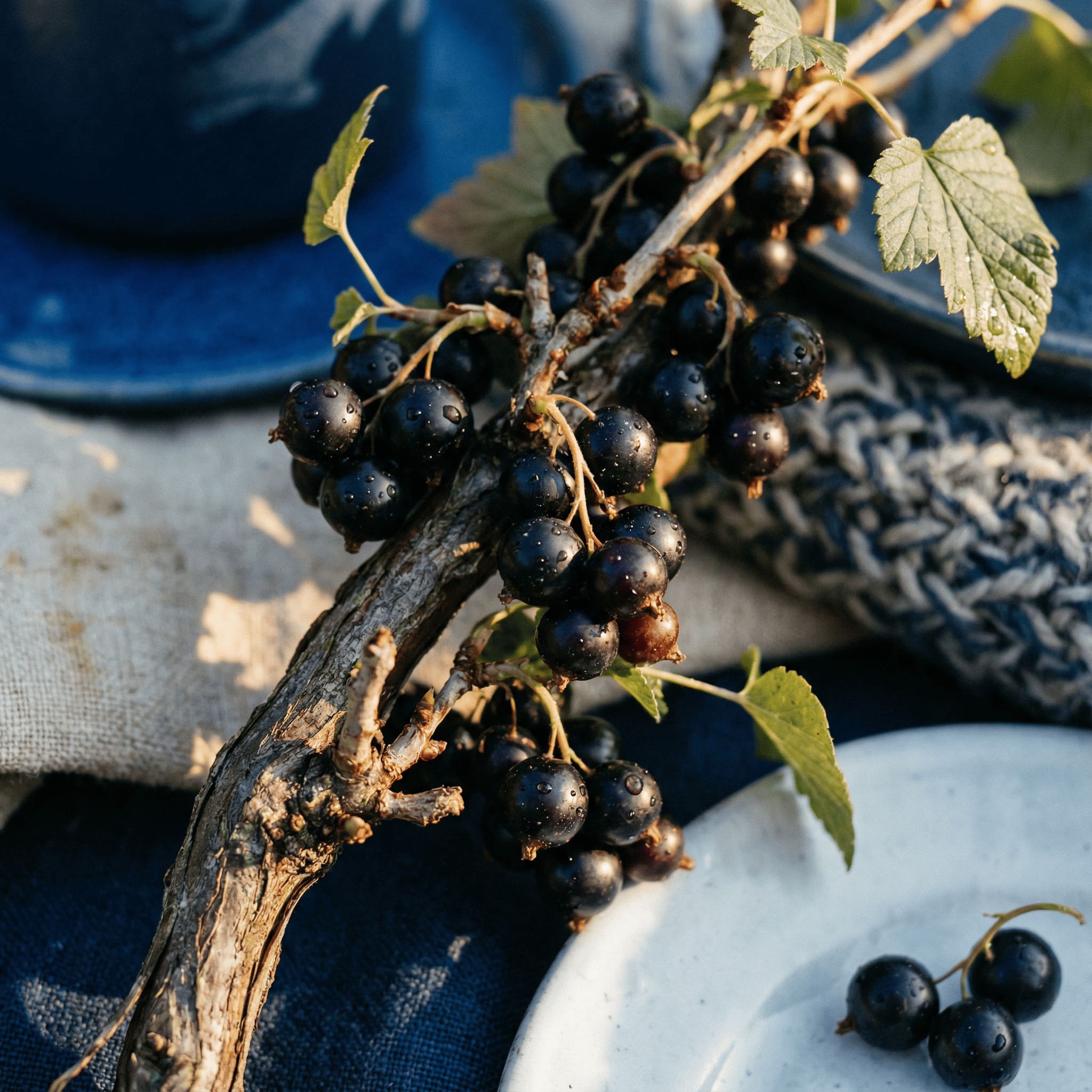 fresh black currants on branch, close-up food photography