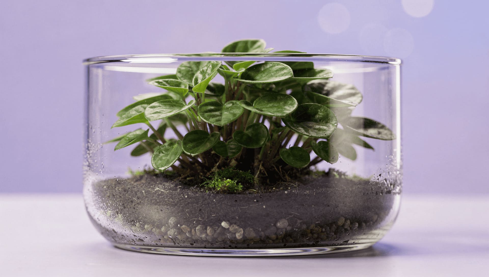 peperomia small plant terrarium