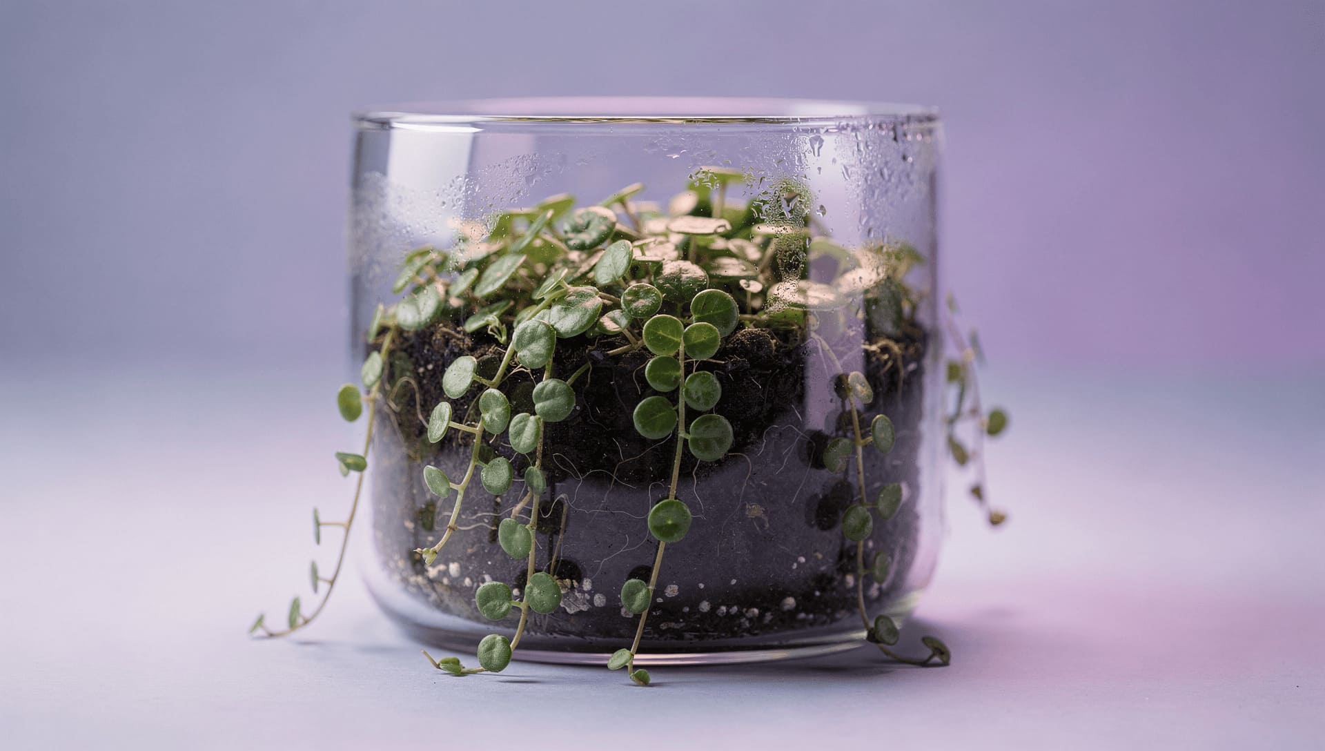 pilea glauca terrarium small leaves